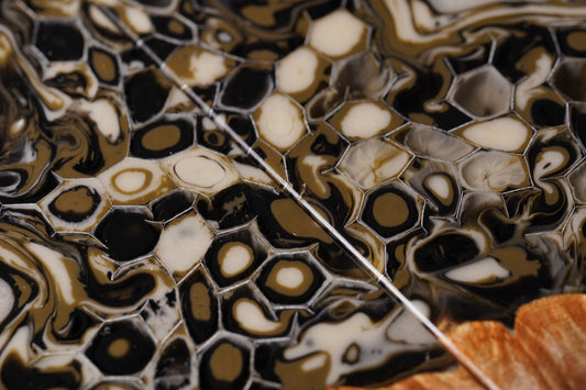 Maple Burl | Honeycomb
